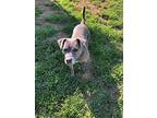 Sophie Sue, American Pit Bull Terrier For Adoption In St Louis, Missouri