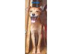 Kirito (leo), Rat Terrier For Adoption In Portland, Oregon