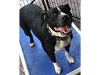 Maya, American Staffordshire Terrier For Adoption In Creston, California