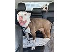 Billy Bob, American Pit Bull Terrier For Adoption In Portland, Oregon