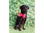 Scrappy, Dachshund For Adoption In Portland, Oregon