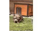 Mimis, American Pit Bull Terrier For Adoption In Portland, Oregon