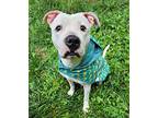 Mila Grace, American Staffordshire Terrier For Adoption In Charlotte