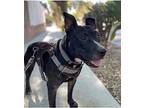 Billy, American Pit Bull Terrier For Adoption In Portland, Oregon