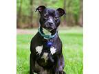 Blaise, American Staffordshire Terrier For Adoption In Charlotte, North Carolina