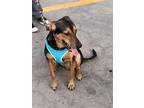 Max, Doberman Pinscher For Adoption In Portland, Oregon