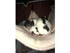 Amy & Mary Pat, Rat For Adoption In Aurora, Illinois