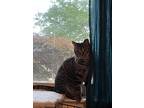 Papaya, Domestic Shorthair For Adoption In Selma, North Carolina