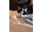Mr. Moo, Domestic Shorthair For Adoption In Selma, North Carolina