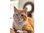 Collin, Domestic Shorthair For Adoption In Selma, North Carolina