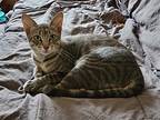 Sophie 10, Egyptian Mau For Adoption In Austin, Texas