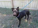 Bella, Labrador Retriever For Adoption In Ridgeland, South Carolina