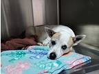Reba, Jack Russell Terrier For Adoption In Ridgeland, South Carolina