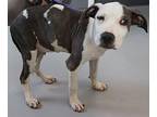Wesley, American Staffordshire Terrier For Adoption In Ridgeland, South Carolina