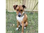Chip, Labrador Retriever For Adoption In Ridgeland, South Carolina