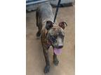 Annie, American Staffordshire Terrier For Adoption In San Ysidro, Ca, California