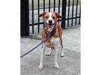 Demi, Dachshund For Adoption In Ridgeland, South Carolina