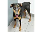 Niko, Doberman Pinscher For Adoption In Las Vegas, Nevada