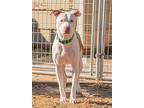 Alex, American Pit Bull Terrier For Adoption In Munford, Tennessee