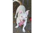Lizzy, American Staffordshire Terrier For Adoption In Ridgeland, South Carolina