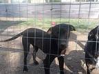 Sebastian, Labrador Retriever For Adoption In Ridgeland, South Carolina