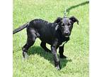 Charlie, Labrador Retriever For Adoption In Searcy, Arkansas