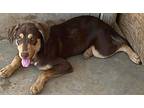 Barclay, Schnauzer (standard) For Adoption In San Ysidro, Ca, California