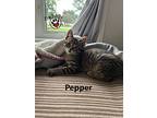 Pepper, Domestic Shorthair For Adoption In Lindsay, Ontario