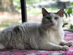 Glee, Domestic Shorthair For Adoption In Hollywood, South Carolina