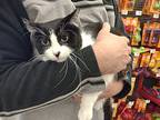 Mr. Pickles (greenwood), Domestic Shorthair For Adoption In Wichita Falls, Texas
