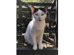 Opal, Domestic Shorthair For Adoption In Hollywood, South Carolina