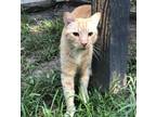 Walker, Domestic Shorthair For Adoption In Hollywood, South Carolina