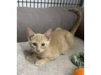 Adopt Trixie a Tabby