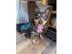 Adopt OLSA a Australian Cattle Dog / Blue Heeler