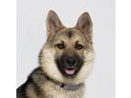 Adopt JUJU a German Shepherd Dog