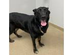 Adopt EMMY a German Shepherd Dog
