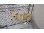 Adopt SALLY a German Shepherd Dog, Shiba Inu