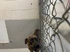 Adopt SARDA a Pit Bull Terrier