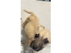 Adopt WANDA a Pit Bull Terrier, Mixed Breed