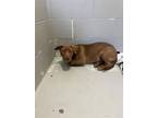 Adopt CHANTAL a Labrador Retriever, Mixed Breed