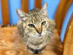 Adopt MOR a Domestic Short Hair