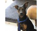Adopt Dollar Tree Doberman a Black Mouth Cur, Retriever