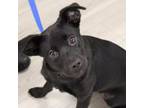 Adopt Ivy a Terrier