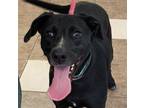 Adopt Willow a Terrier, Labrador Retriever