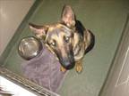 Adopt A167741 a Mixed Breed