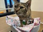 Adopt PEYTON a Domestic Medium Hair