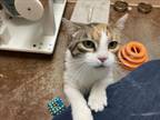 Adopt NETTY a Domestic Long Hair