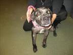 Adopt ELOISE a Mixed Breed