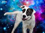 Adopt REMY a Mixed Breed