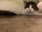 Adopt TEDDY a Domestic Long Hair